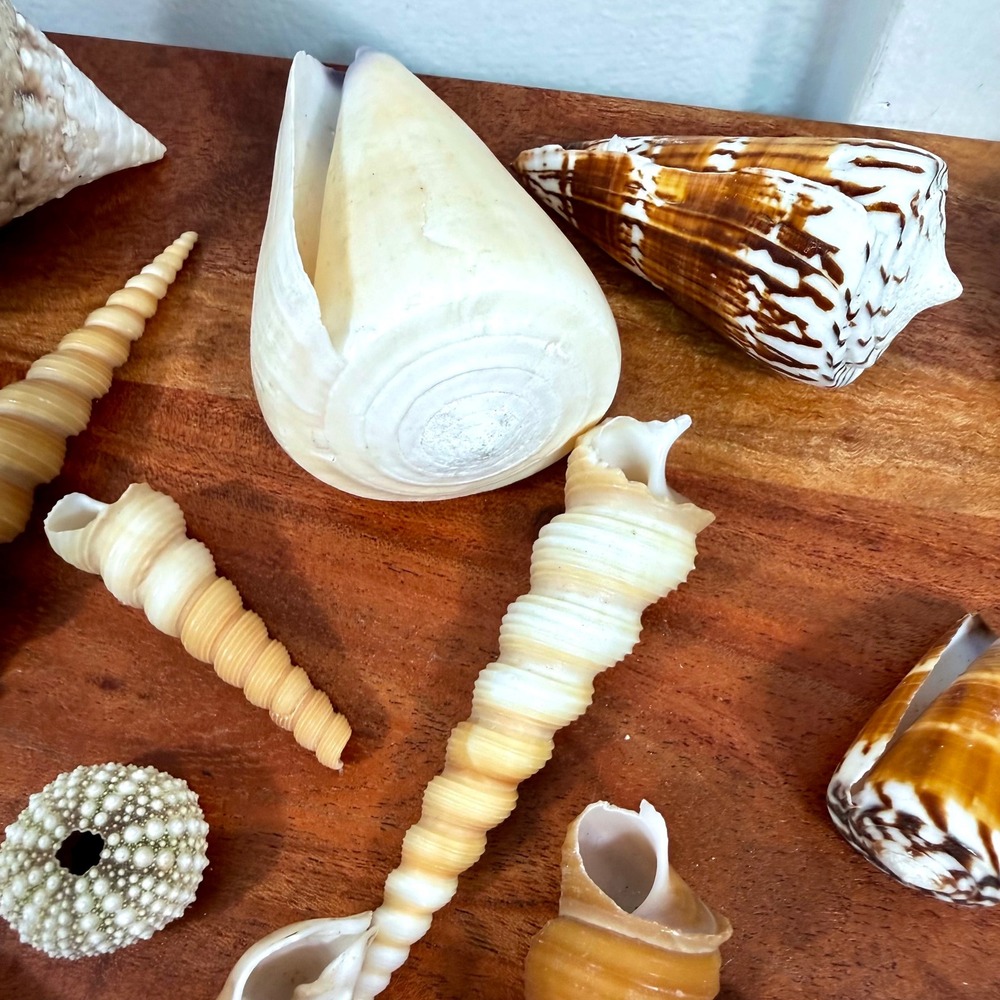 Natural Sea Shell Collection Assorted Lot Cone Cowrie Auger Specimen Decor 51 Pc - Picture 9 of 13